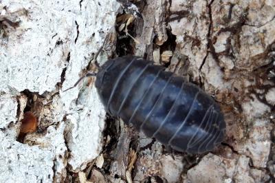 Armadillidium vulgare