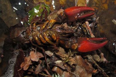 Pacifastacus leniusculus
