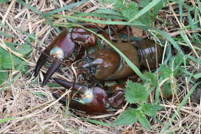 Pacifastacus leniusculus