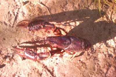 Procambarus clarkii