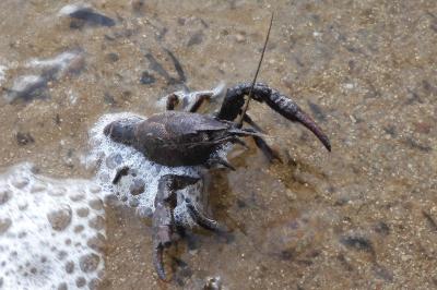 Procambarus clarkii