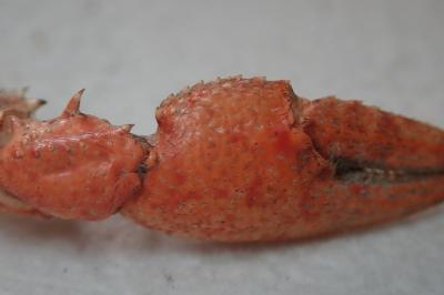 Faxonius limosus