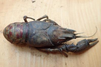 Faxonius limosus