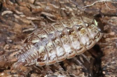 Philoscia muscorum