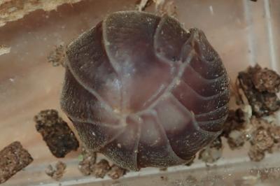 Eluma caelata