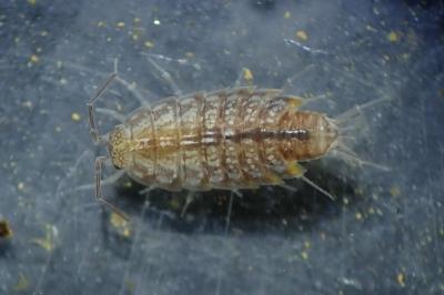 Chaetophiloscia cellaria