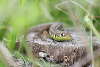 Lacerta bilineata