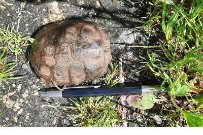 Emys orbicularis
