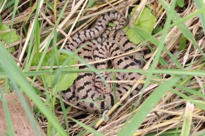Vipera aspis