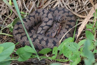Vipera aspis