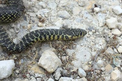 Hierophis viridiflavus