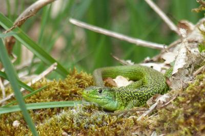 Lacerta bilineata
