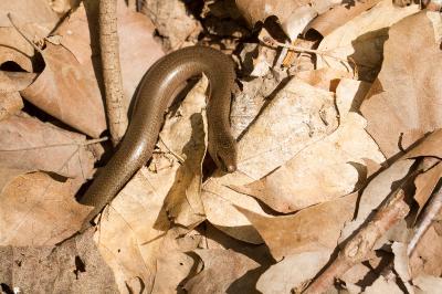 Anguis fragilis