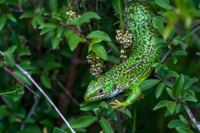 Lacerta bilineata
