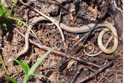 Hierophis viridiflavus