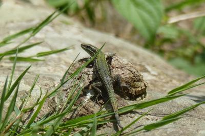 Podarcis muralis