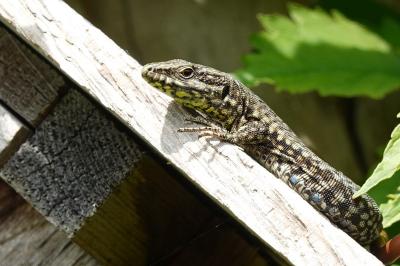Podarcis muralis