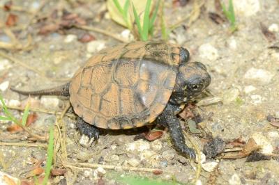 Emys orbicularis
