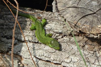 Lacerta bilineata
