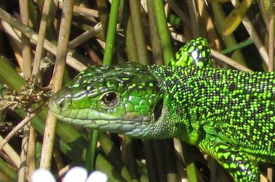 Lézard vert à deux raies 