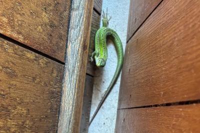 Lézard vert à deux raies 