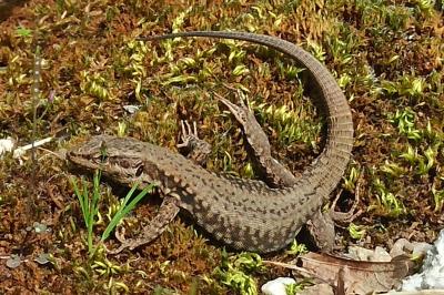 Lézard des murailles