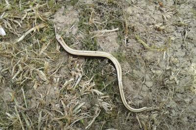 Anguis fragilis