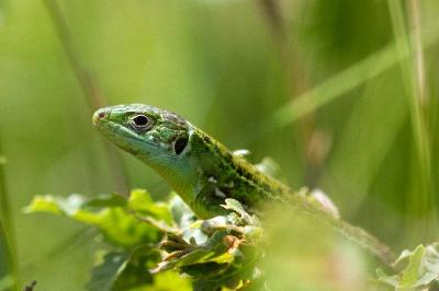 Lacerta bilineata