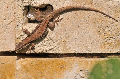 Podarcis muralis