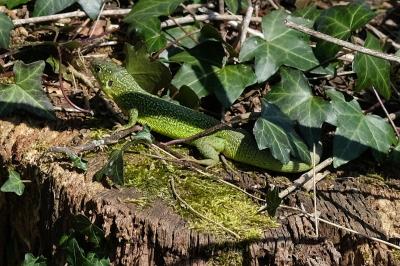 Lacerta bilineata