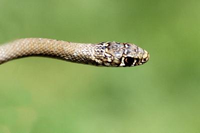Hierophis viridiflavus