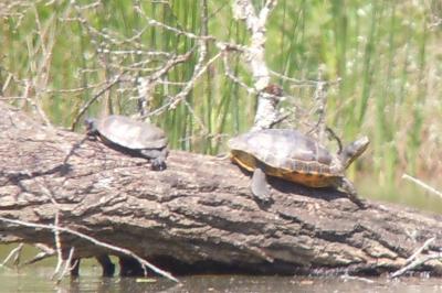 Trachemys scripta