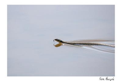Natrix helvetica