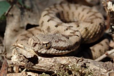 Viperidae