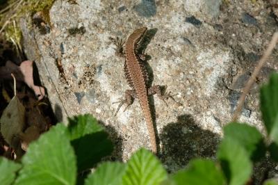 Podarcis muralis