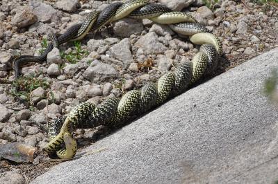 Hierophis viridiflavus