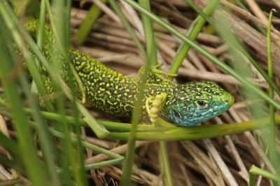 Lacerta bilineata