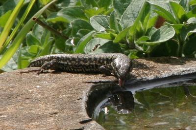 Podarcis muralis