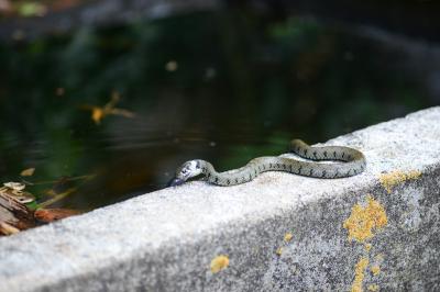 Natrix helvetica