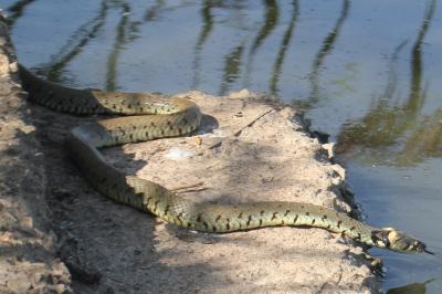 Natrix helvetica