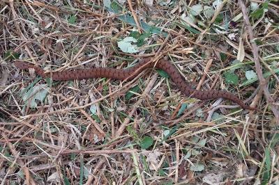 Vipera aspis