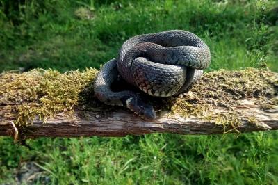 Natrix helvetica