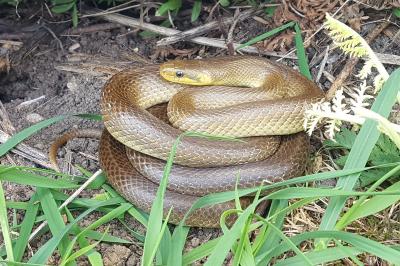 Colubridae
