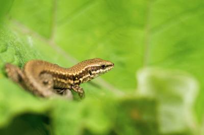 Lacertidae