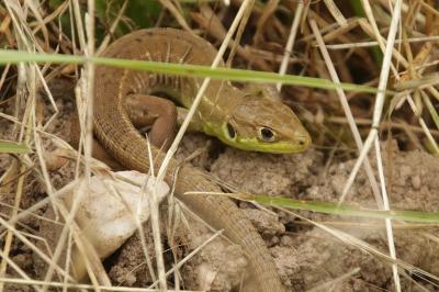 Lacerta bilineata