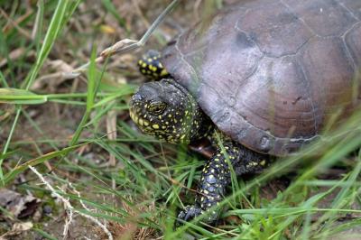 Emys orbicularis