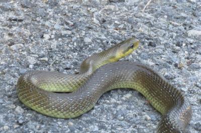 Zamenis longissimus