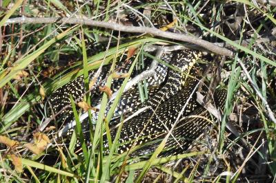 Hierophis viridiflavus