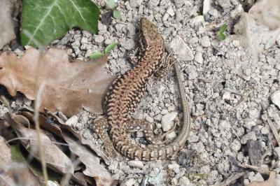 Podarcis muralis