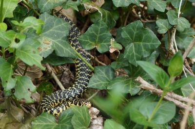 Hierophis viridiflavus